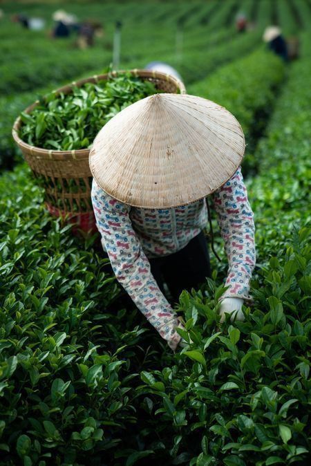 Assam farms